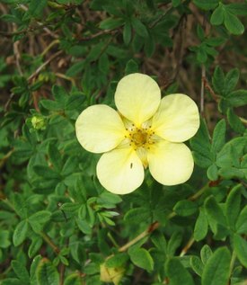 Kukkiva keltapensashanhikki (Dasiphora fruticosa)