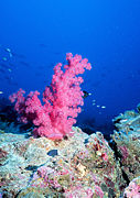 Koral iz Persijskog zaliva