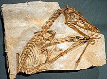 2021 – Holotyp von Scaphognathus crassirostris