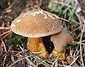 Suillus bovinus