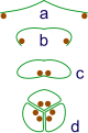 Image 24The evolution of syncarps. a: sporangia borne at tips of leaf b: Leaf curls up to protect sporangia c: leaf curls to form enclosed roll d: grouping of three rolls into a syncarp (from Evolutionary history of plants)