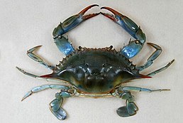 Краб Callinectes sapidus