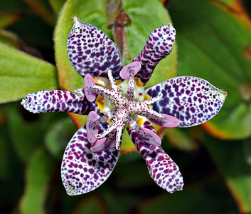 Tricyrtis hirta, by Aka