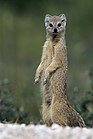 Standing yellow-brown mongoose