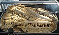 Модель голотипа. Музей динозавров Oertijdmuseum, Нидерланды