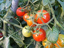 2001 Tomate