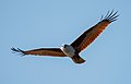 Image 67The Brahminy kite (Haliastur indus) is a medium-sized bird of prey in the family Accipitridae found in the Indian subcontinent, Southeast Asia and Australia. They are found mainly on the coast and in inland wetlands, where they feed on dead fish and other prey. Adults have a reddish-brown body plumage contrasting with their white head and breast which make them easy to distinguish from other birds of prey. The pictured specimen was photographed at Kuakata Eco-Park. Photo Credit: Md. Tareq Aziz Touhid