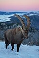 Alpine ibex