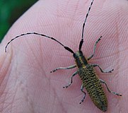 Agapanthia villosoviridescens