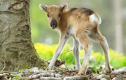 Faon de Renne (Rangifer tarandus).