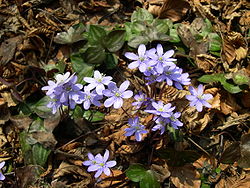 Zilā vizbulīte (Hepatica nobilis)