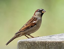 Gráspör (Passer domesticus)