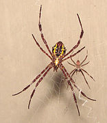 Argiope appensa эрешменсем (ами пысӑкрах)