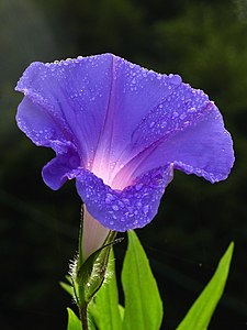 Morning glory, by Frank J. Gualtieri Jr.