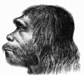 Fața schițată a Neanderthalului