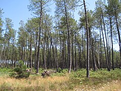 La forêt des Landes.