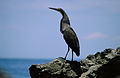 Hocó cuellinudo (Tigrisoma mexicanum)