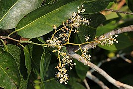 Folhas e flores de Irvingia smithii.