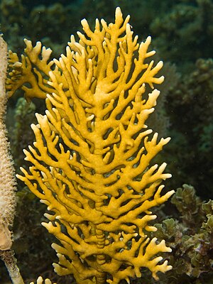 Millepora alcicornis