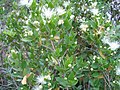 Myrtus communis L.