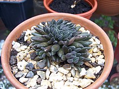 Sinocrassula yunnanensis