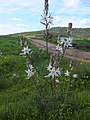 Asphodel in blossom, in the Elah Valley