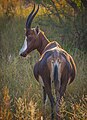 Damaliscus pygargus phillipsi