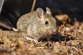 Patagonian chinchilla mouse