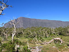 Skov af Acacia heterophylla