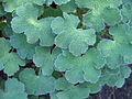 Geranium renardii