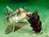 Шлемовидная бычья акула с яйцом (Разнозубообразные)