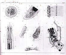 Mermis nigrescens Fig. 1. Dwarsdoorsnede ongeveer in het midden van het lichaam. Fig. 2. Kopeind. Fig. 3. Staarteind Fig. 4. Enkele spiervezels. Fig. 5. Hersenen (Kopgangliën en zenuwring) Fig: 6. Zenuwen verbonden met de spieren. Fig. 7. Verteringsstelsel. Fig. 8. Uitscheidingsorgaan.