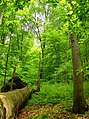 Eeuwenoud beukenbos van het Oerbos Havešová.