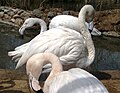 Greater flamingo