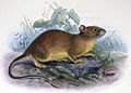 Bower's white-toothed rat
