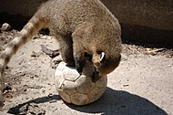 Photo of a coati on a ball