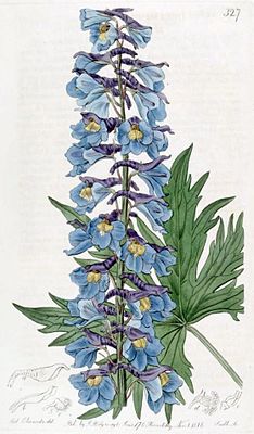 Ботаническая иллюстрация С. Эдвардса из журнала The Botanical Register