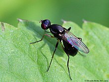 Meroplius is a genus of flies in the family Sepsidae.