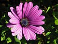 en:Osteospermum, en:Dimorphotheca_ecklonis, en:Calenduleae, ...