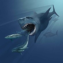 Megalodon s otevřenými čelistmi (na spodní jsou vidět dvě řady zubů) útočí na dvě drobnější velryby Eobalaenoptera před sebou. V pozadí dva menší žraloci.
