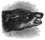 "Head of snarling dog"