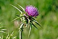 Milk thistle flowerhead, by Fir0002