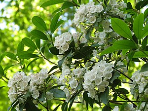 Kalmia latifolia