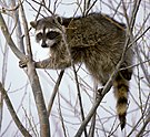 Gray procyonid with black and white face markings in a tree