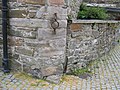 Jougs attached to Kirkcudbright Tolbooth, Dumfriesshire