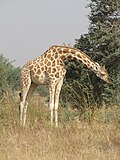 West African Giraffe near Kouré, November 2010