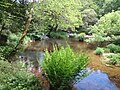 L'Ellé entre le moulin de Kergueff et le Bois de Rosgrand : une vallée encaissée et sauvage.