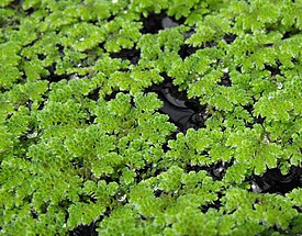 Azolla filiculoides