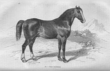 Gravure représentant un cheval nu de profil.