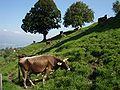 Farma malore në Zvicër